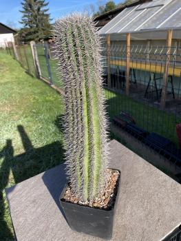 Pachycereus pringlei